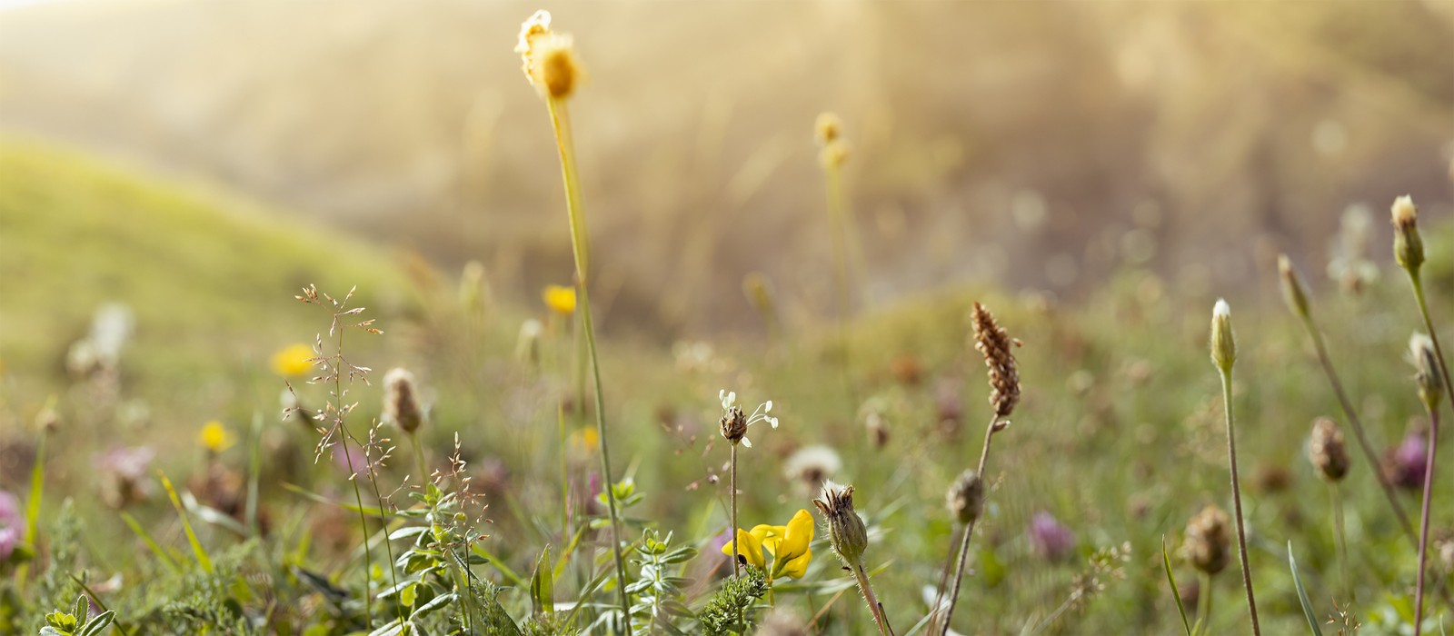 Prato fiorito con diverse piante selvatiche e delicate condizioni di luce sullo sfondo.
