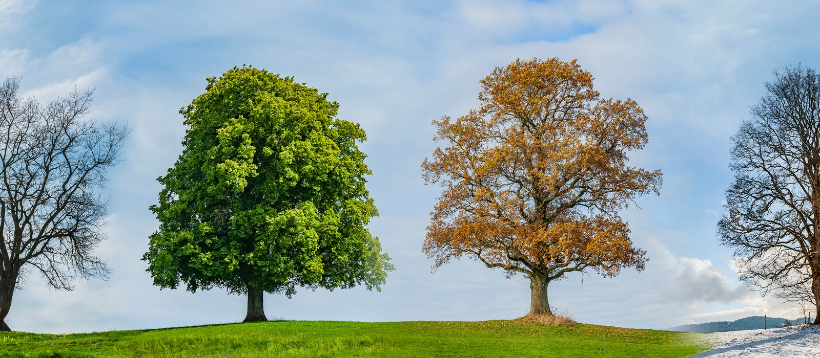 Zwei Bäume auf einer Wiese, einer grün und blühend, der andere braun und herbstlich. Heller Himmel im Hintergrund.